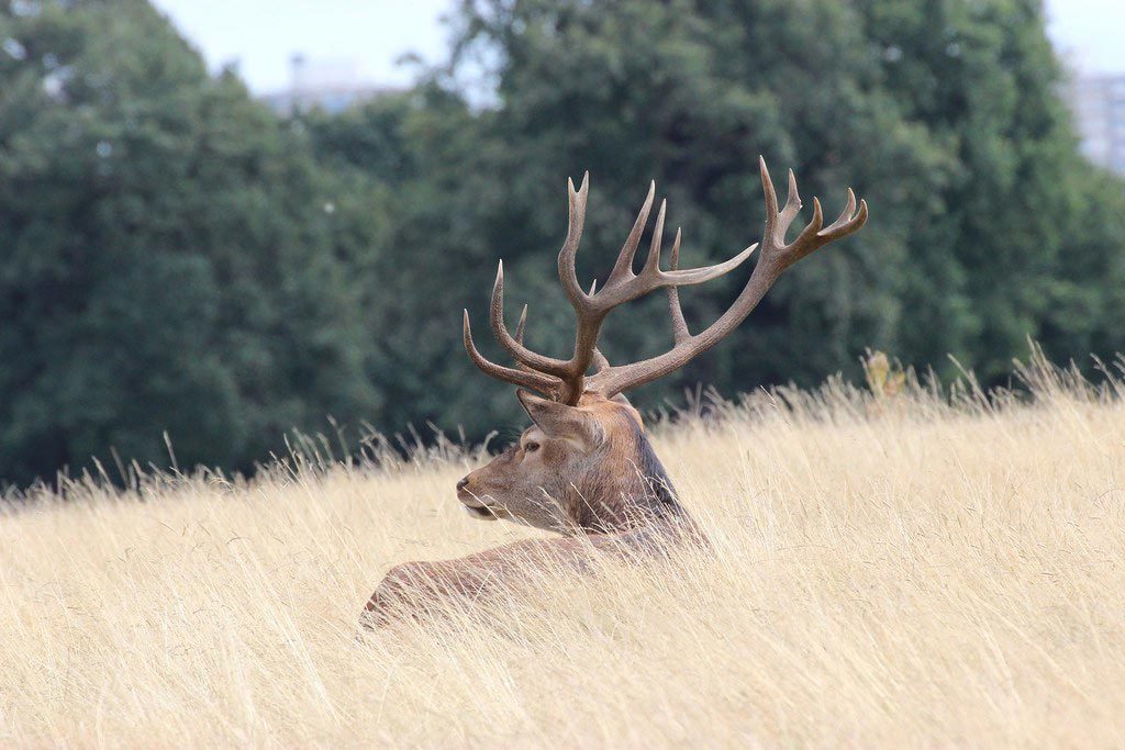 Iberian red stag hunt Spain Cadiz Andalusia Andalucia