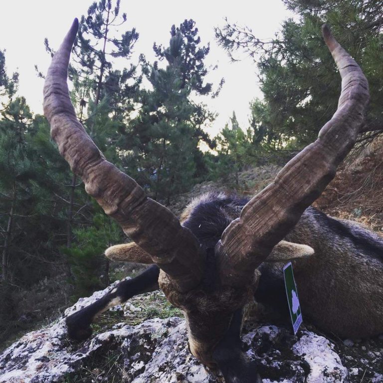 ronda-ibex-hunt-hunting-in-spain