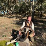 Mouflon_hunting_Spain